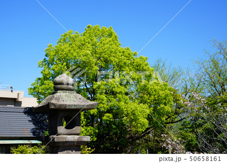 南洲公園　鹿児島県 50658161