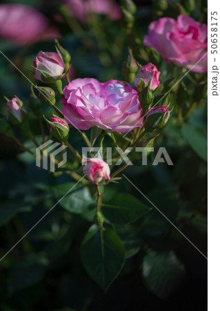 花 花 50658175