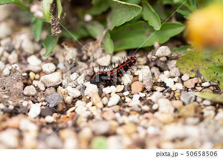 ツマグロヒョウモン 50658506