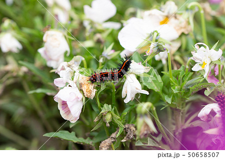 ツマグロヒョウモン ツマグロヒョウモン 50658507