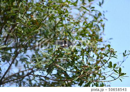 山桃の樹で休むナガサキアゲハ 山桃の樹で休むナガサキアゲハ 50658543