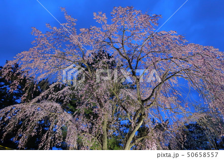 桜 桜 50658557