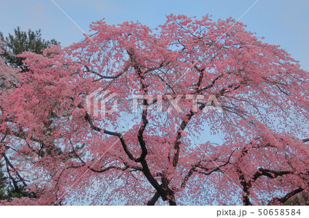 桜 50658584