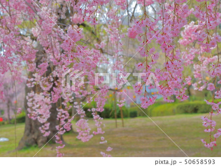 桜 50658593