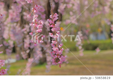 桜 50658619