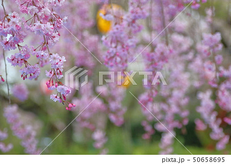 桜 50658695