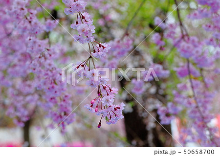 桜 50658700