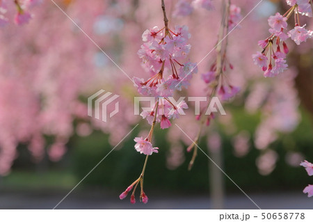 桜 50658778