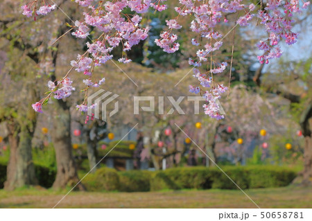 桜 桜 50658781