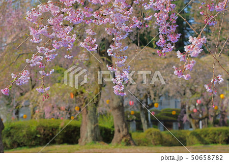 桜 50658782