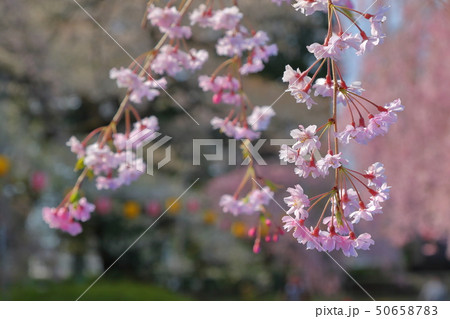 桜 桜 50658783