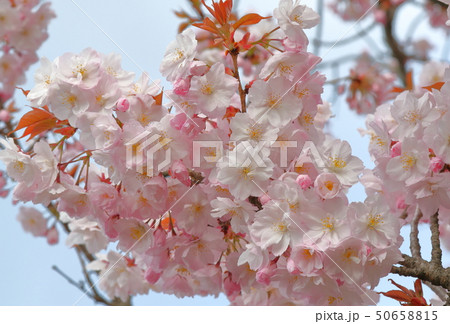桜 50658815
