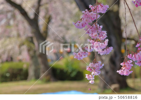桜 桜 50658816