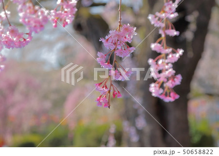 桜 桜 50658822