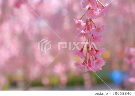 桜 50658840