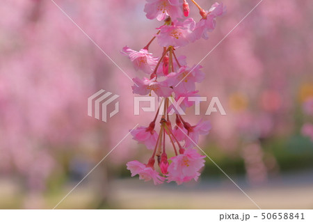 桜 50658841