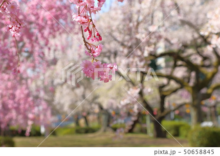 桜 50658845