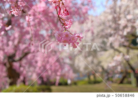 桜 桜 50658846