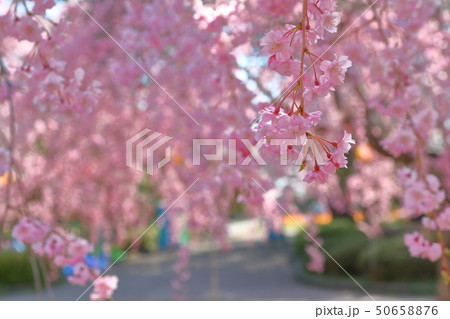 桜 50658876