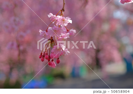 桜 桜 50658904