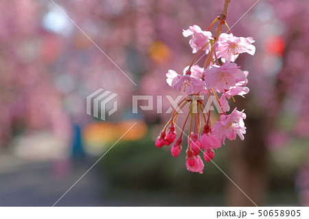 桜 50658905