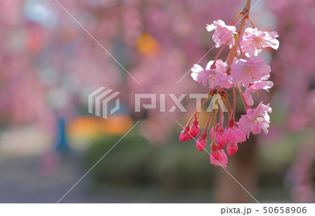 桜 50658906