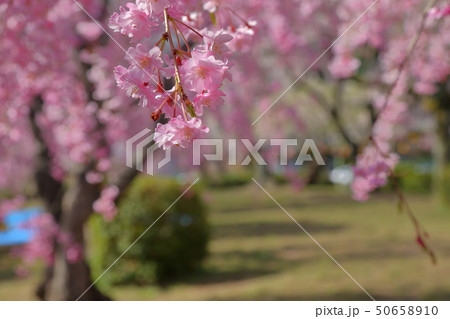 桜 50658910
