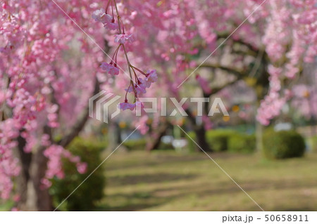 桜 50658911