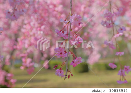 桜 桜 50658912