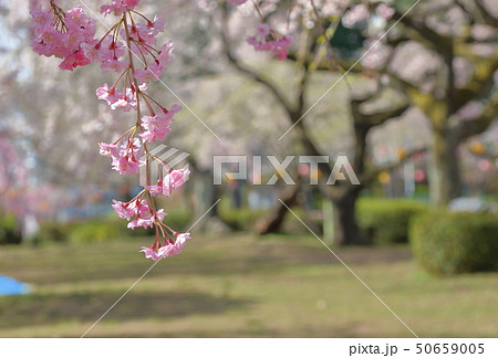桜 桜 50659005