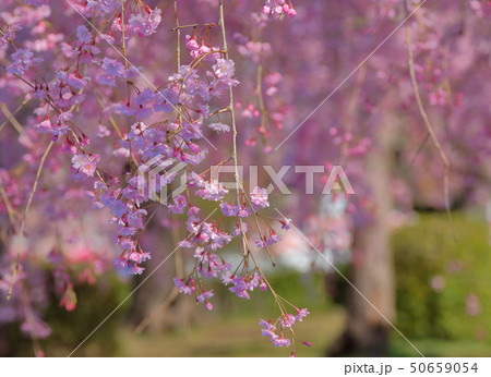 桜 50659054