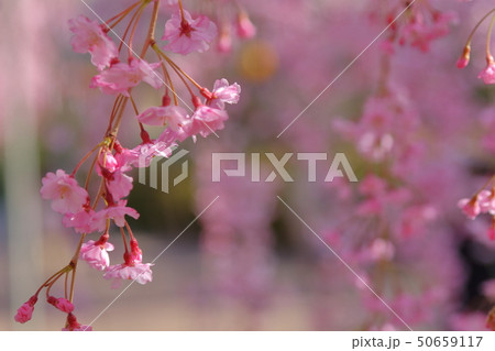 桜 50659117