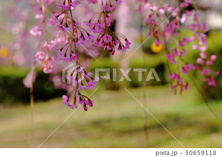 桜 50659118