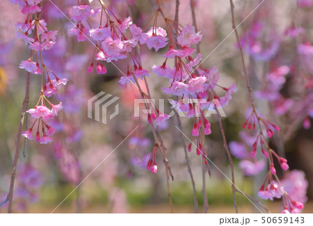 桜 50659143