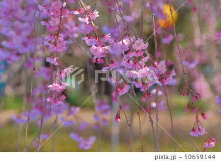 桜 50659144