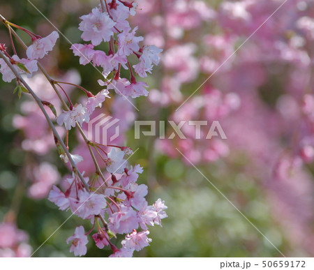 桜 50659172