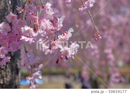 桜 50659177