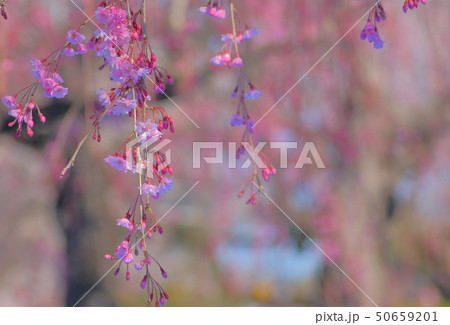 桜 桜 50659201