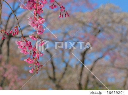 桜 50659204