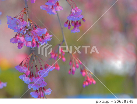 桜 桜 50659249