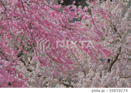 桜 50659274
