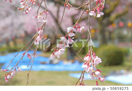 桜 50659275