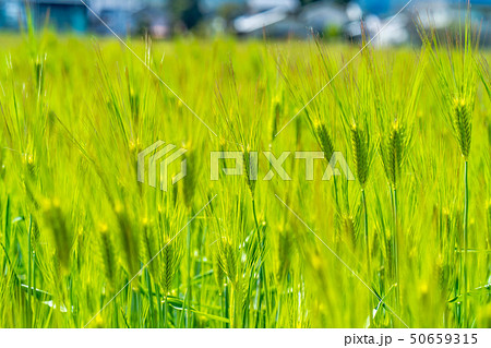 青麦畑 【長野県】 青麦畑 【長野県】 50659315