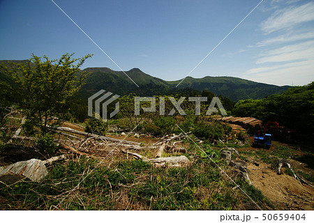 天城山麓 間伐材の集積 天城山麓 間伐材の集積 50659404