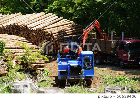 天城山麓 間伐材の集積 天城山麓 間伐材の集積 50659406