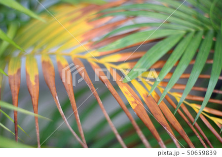 green tropical palm leaf with shadow on white wall green tropical palm leaf with shadow on white wall 50659839
