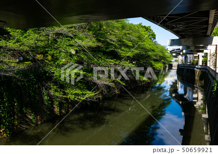 新緑と川の上を走る首都高速 首都高速5号線 早稲田出口　a 50659921
