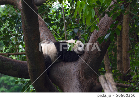 panda animal Chengdu in China 50660250