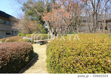 詩歌の森公園の植栽 50660504