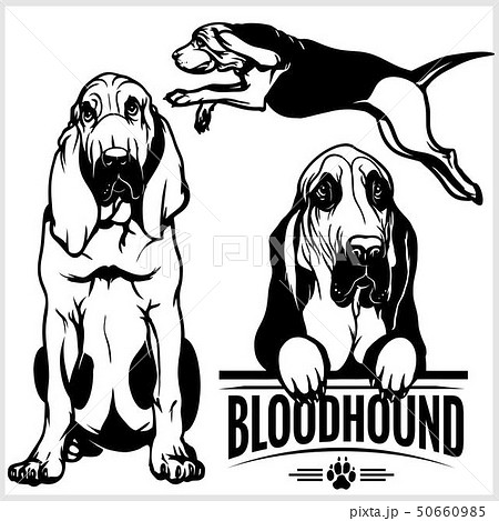 Bloodhound Dog Vector Set Isolated のイラスト素材